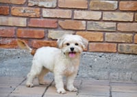 Ready Freddy - Photo 7