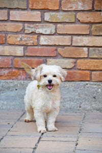 Ready Freddy - Photo 5