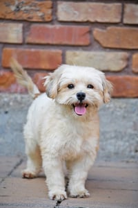 Ready Freddy - Photo 3
