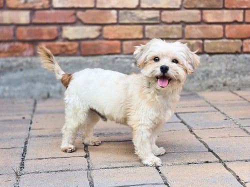 READY FREDDY - Shih Tzu available for adoption