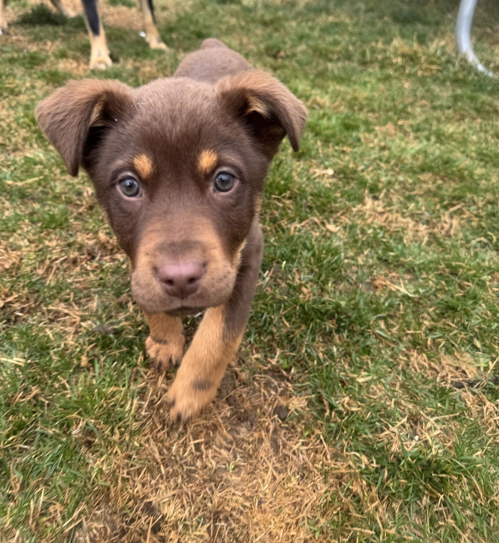 BELUGA WHALE - Cattle Dog available for adoption