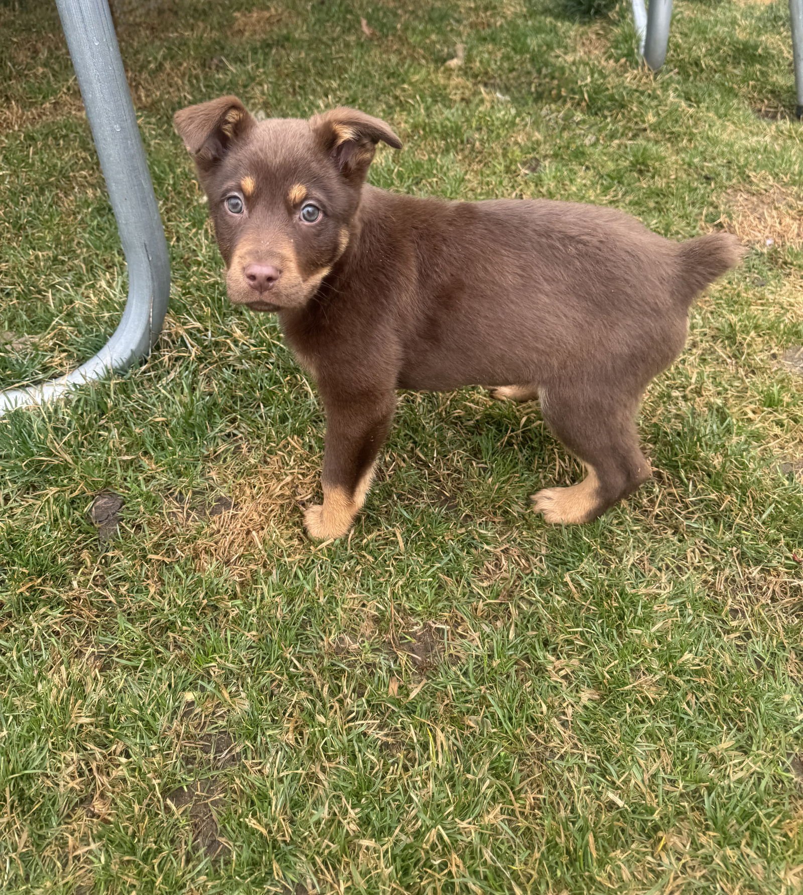 BELUGA WHALE - Cattle Dog available for adoption