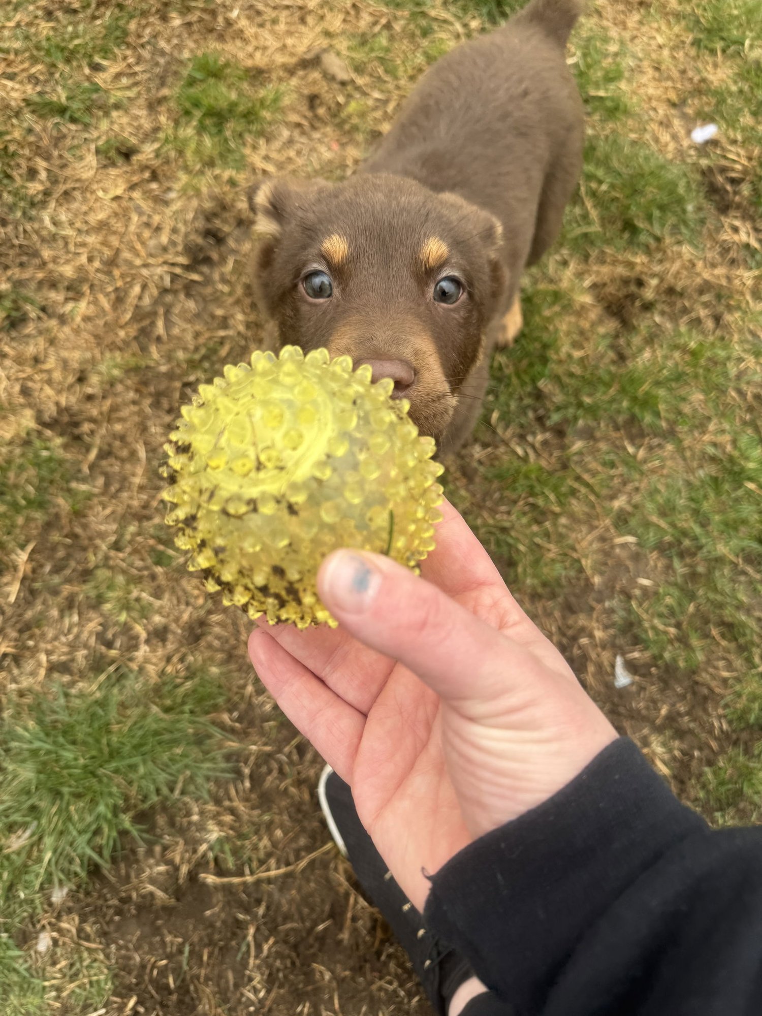 Beluga Whale - Photo 3