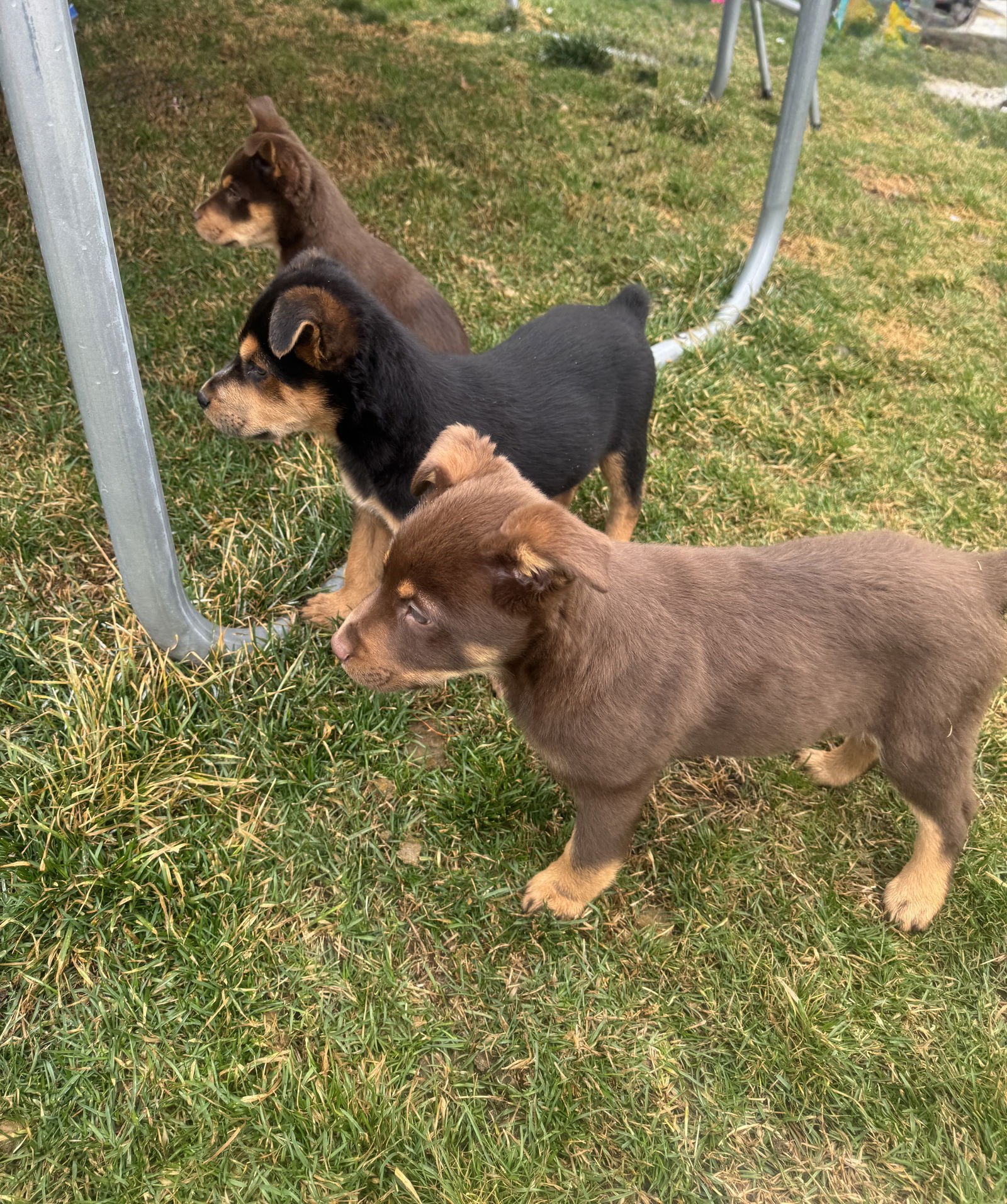 Beluga Whale - Photo 5