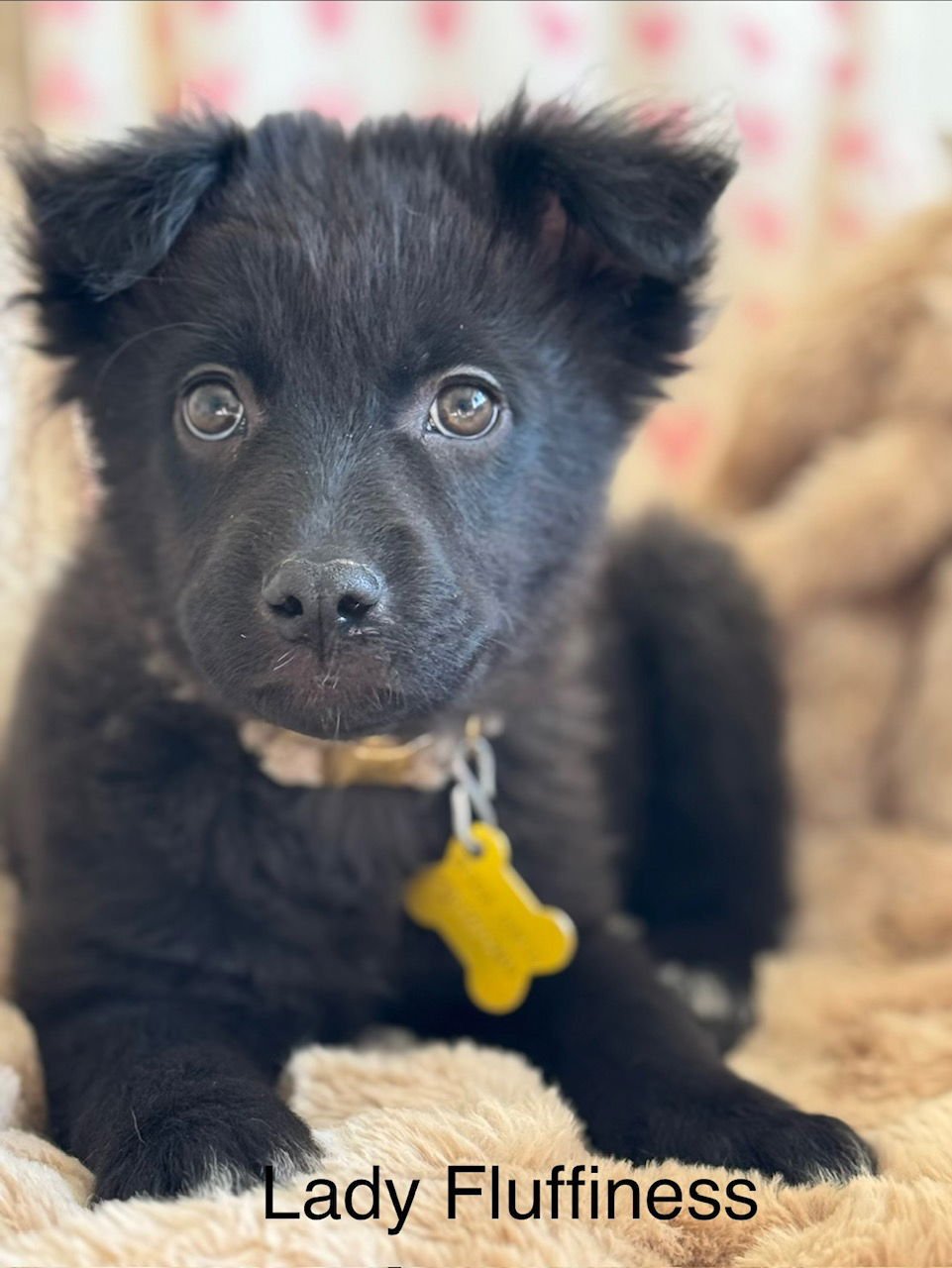 LADY FLUFFINESS - Collie available for adoption