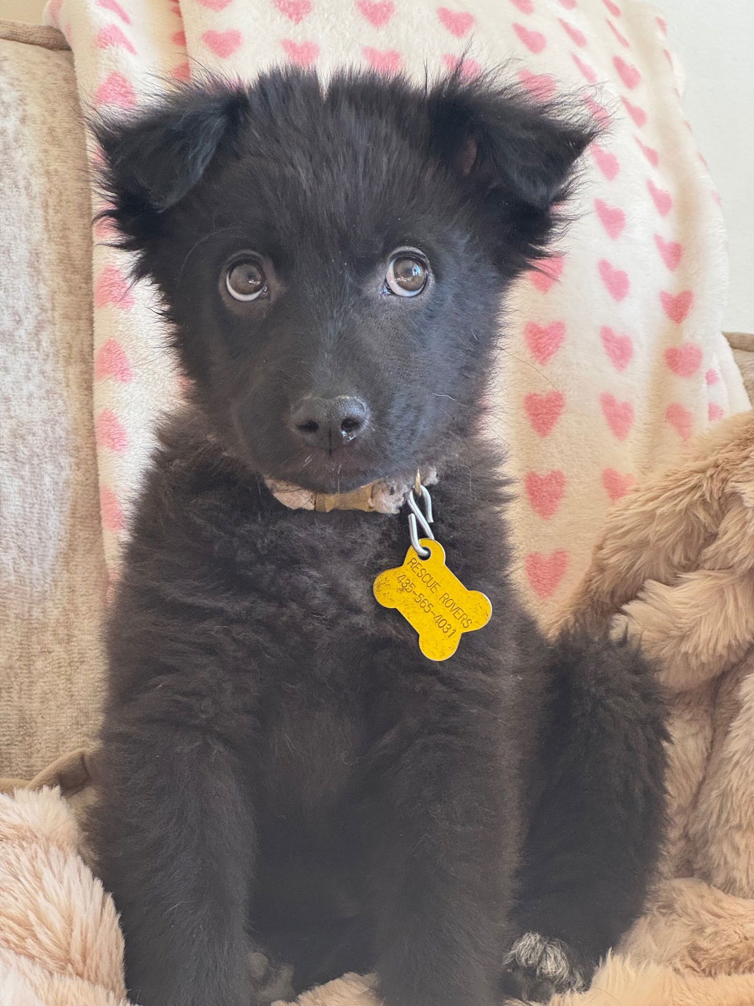 LADY FLUFFINESS - Collie available for adoption