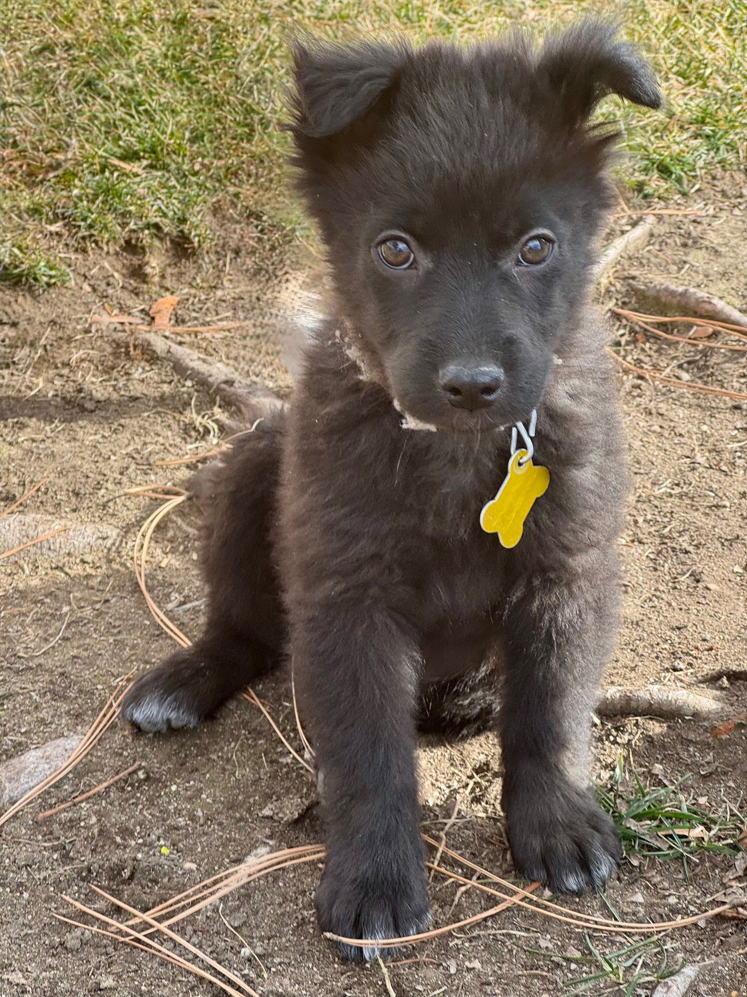 Lady Fluffiness - Photo 4