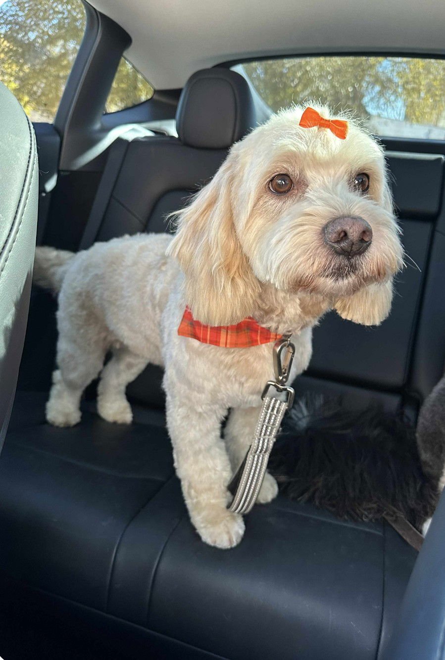 MOLLY GIRL - Poodle (unknown type) available for adoption