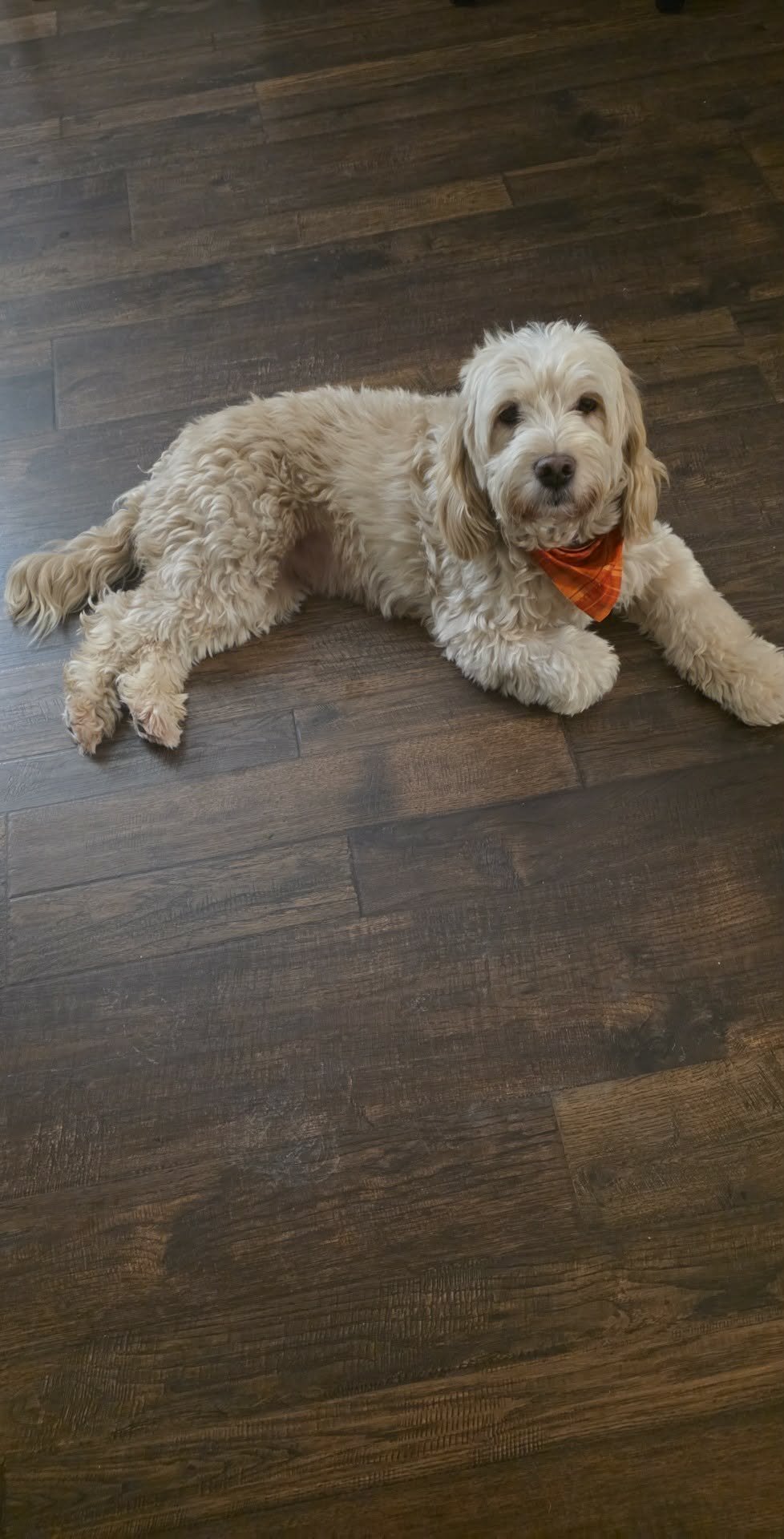 MOLLY GIRL - Poodle (unknown type) available for adoption