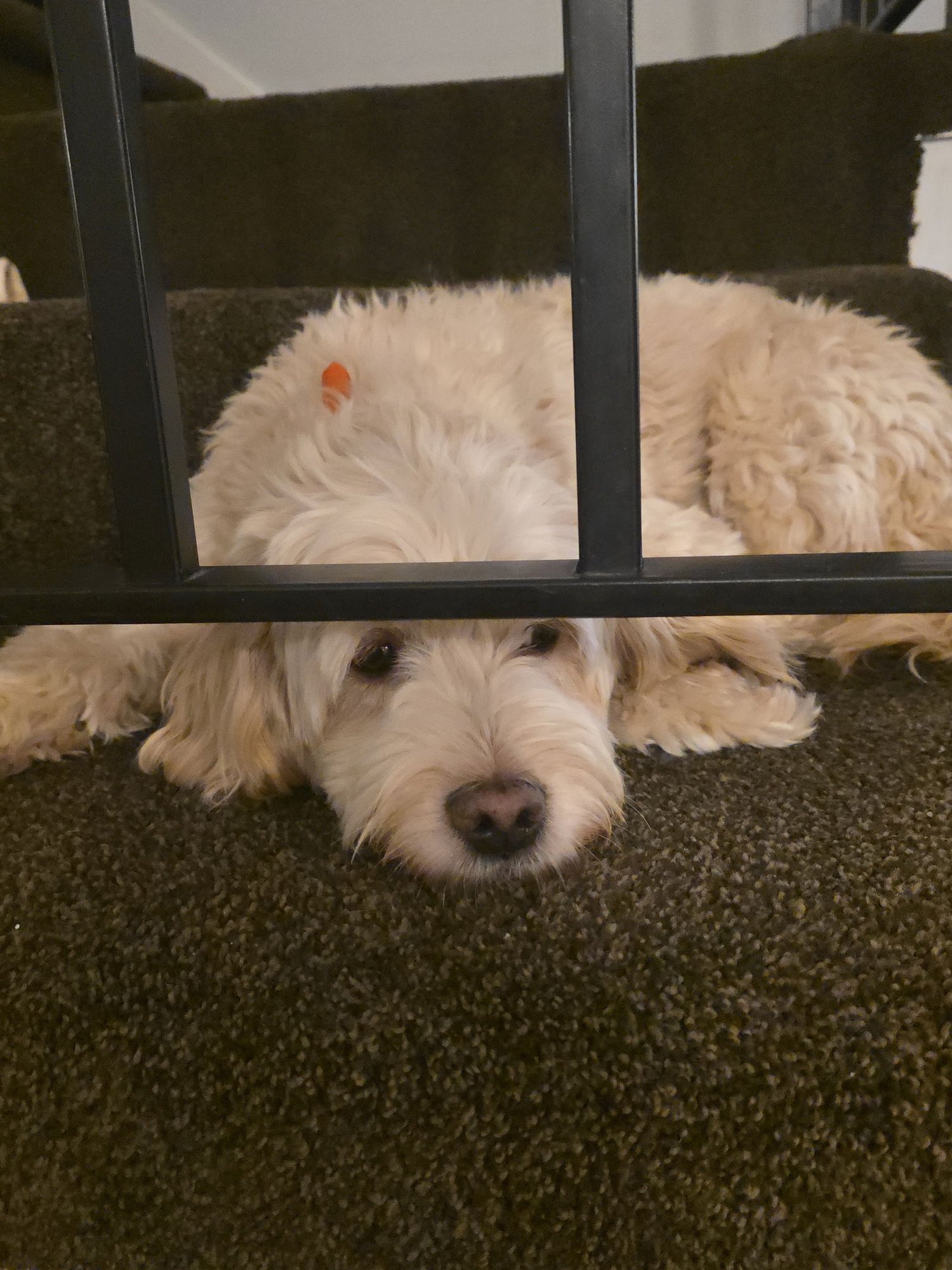 Molly Girl - Photo 3