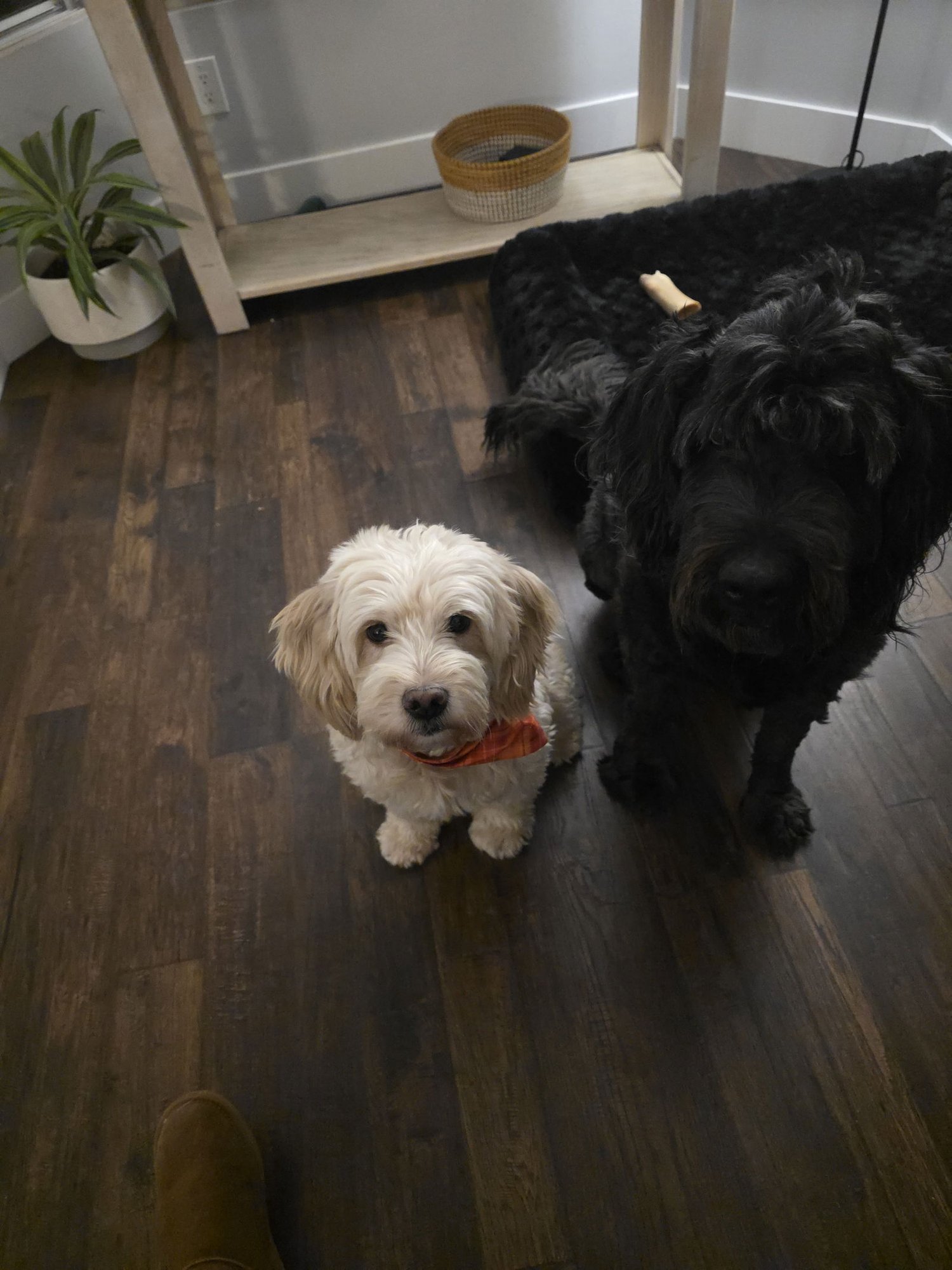 Molly Girl - Photo 4