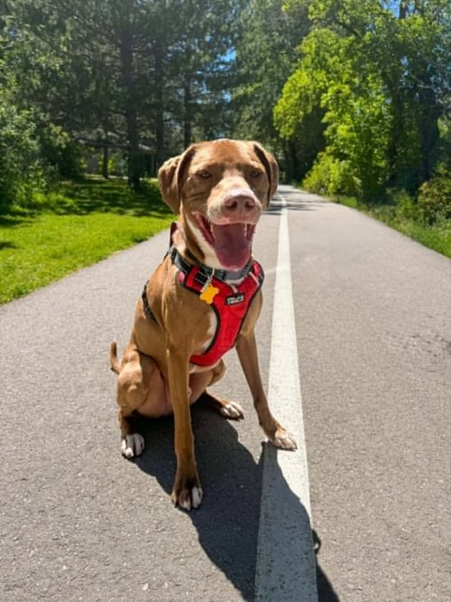 SPATULA - Unknown available for adoption