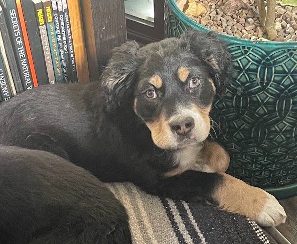 SAGE OF THE WEST - Bernese Mountain Dog available for adoption
