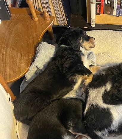 SAGE OF THE WEST - Bernese Mountain Dog available for adoption