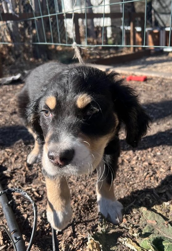 Sage of the West - Photo 4