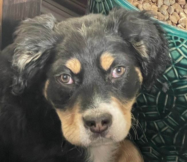 Sage of the West - Photo 6