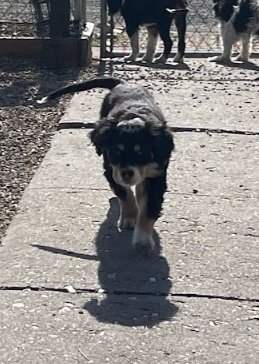 Sage of the West - Photo 8