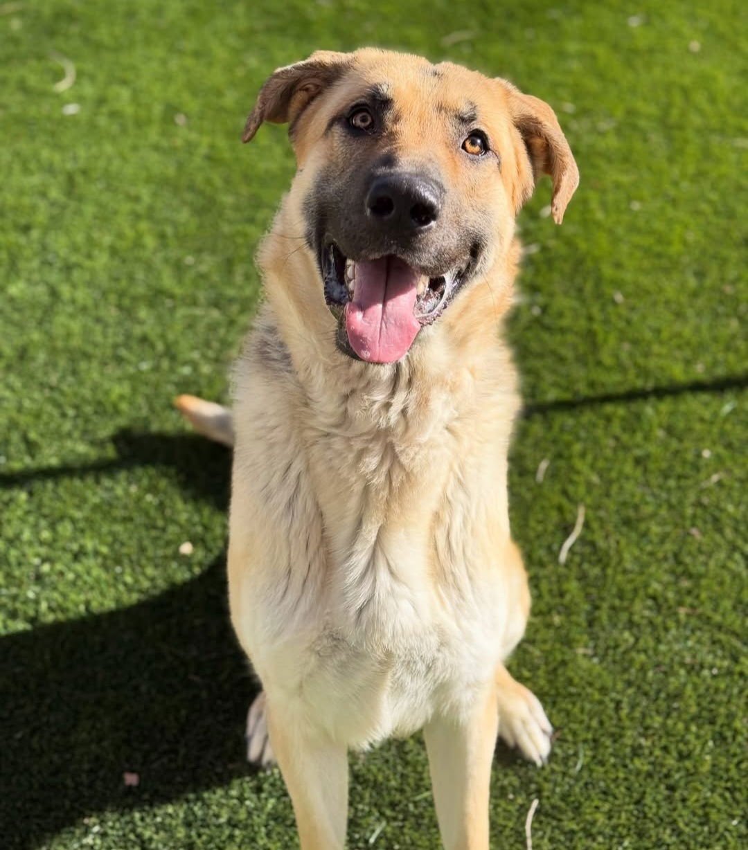 SIR BORKINGTON - German Shepherd Dog available for adoption