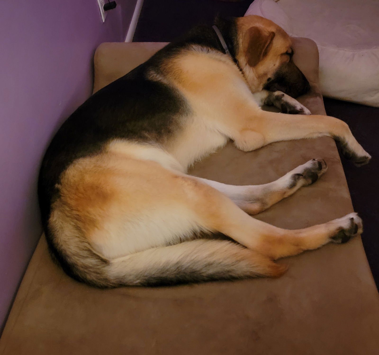 SIR BORKINGTON - German Shepherd Dog available for adoption