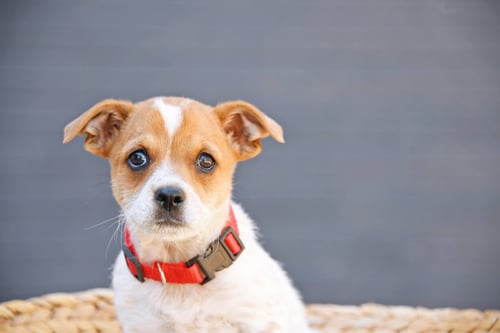 WILDE - Cairn Terrier for adoption in West Jordan