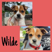 Wilde - Photo 4