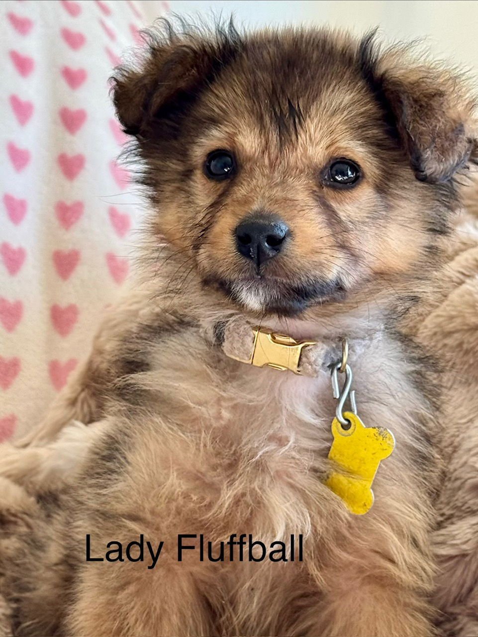 LADY FLUFFBALL - Collie available for adoption