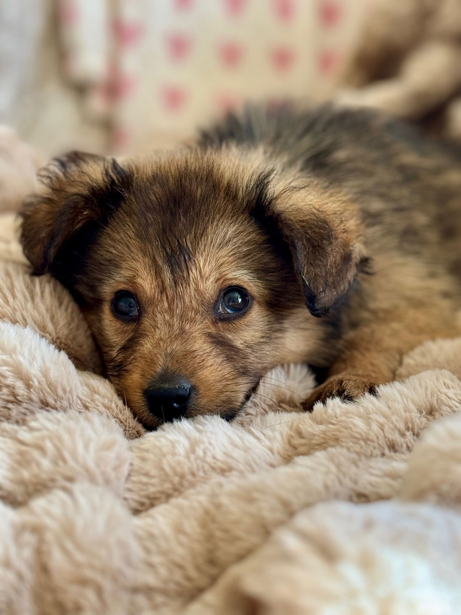 LADY FLUFFBALL - Collie available for adoption