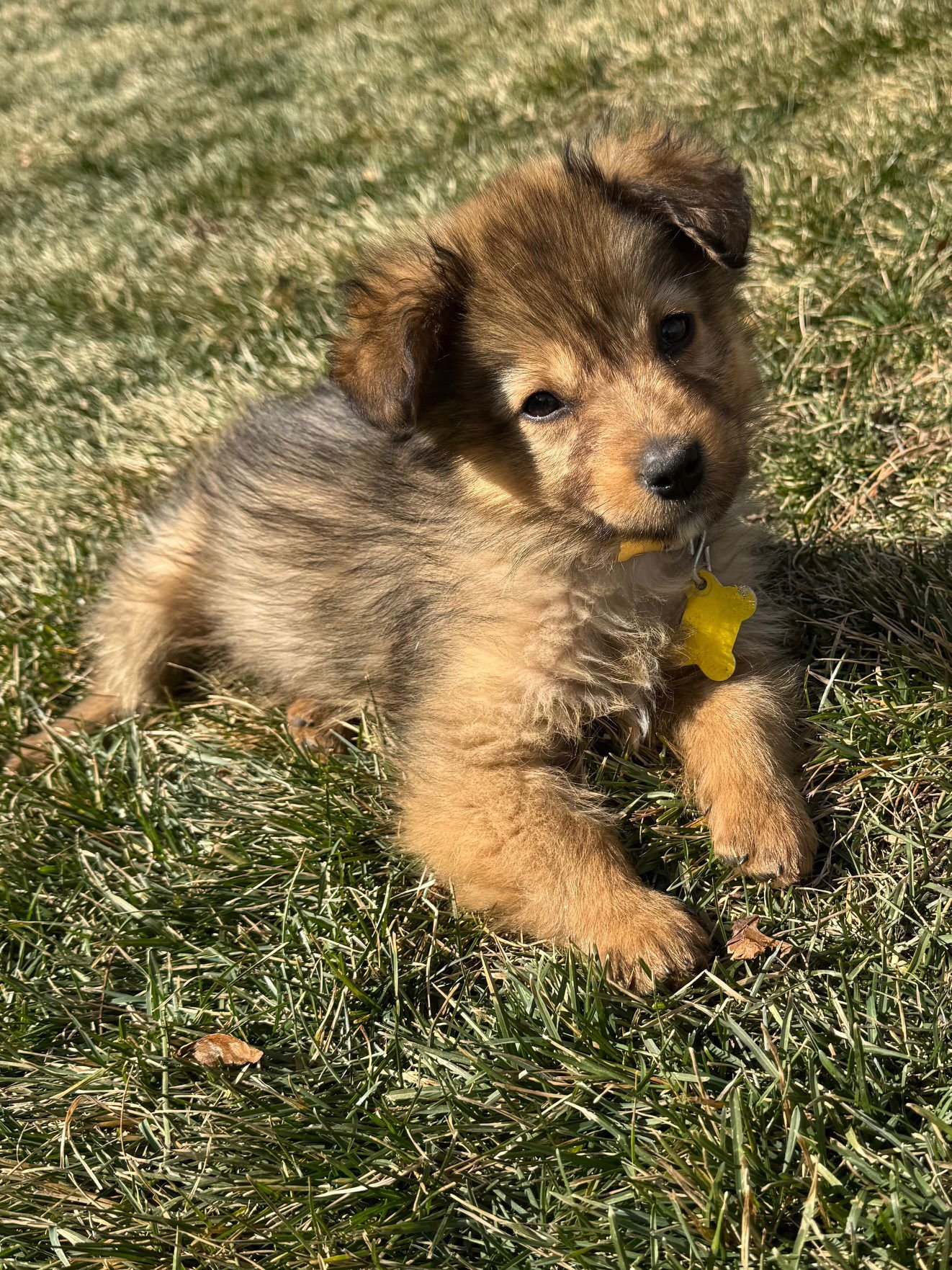 Lady Fluffball - Photo 4