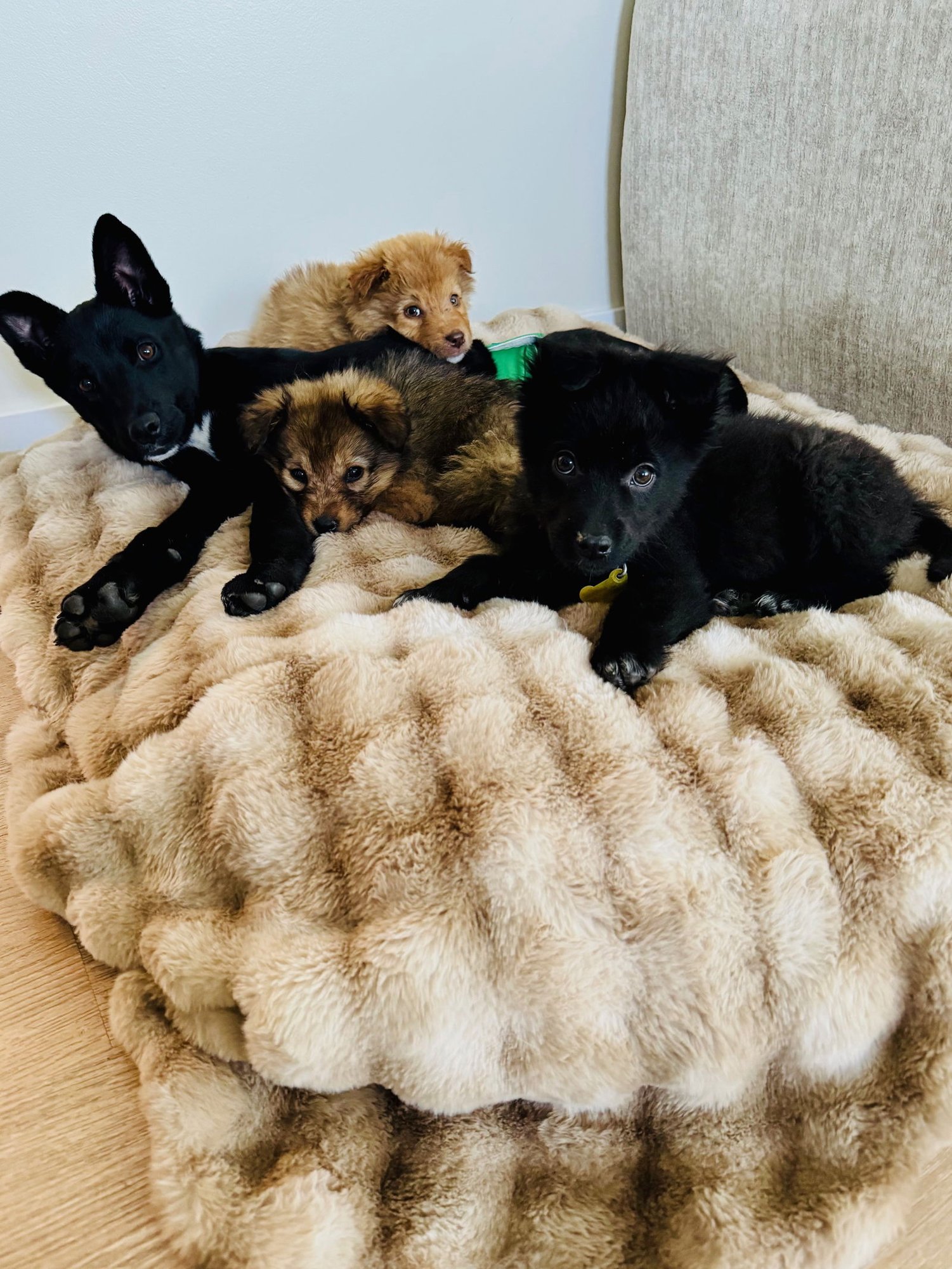 Lady Fluffball - Photo 5