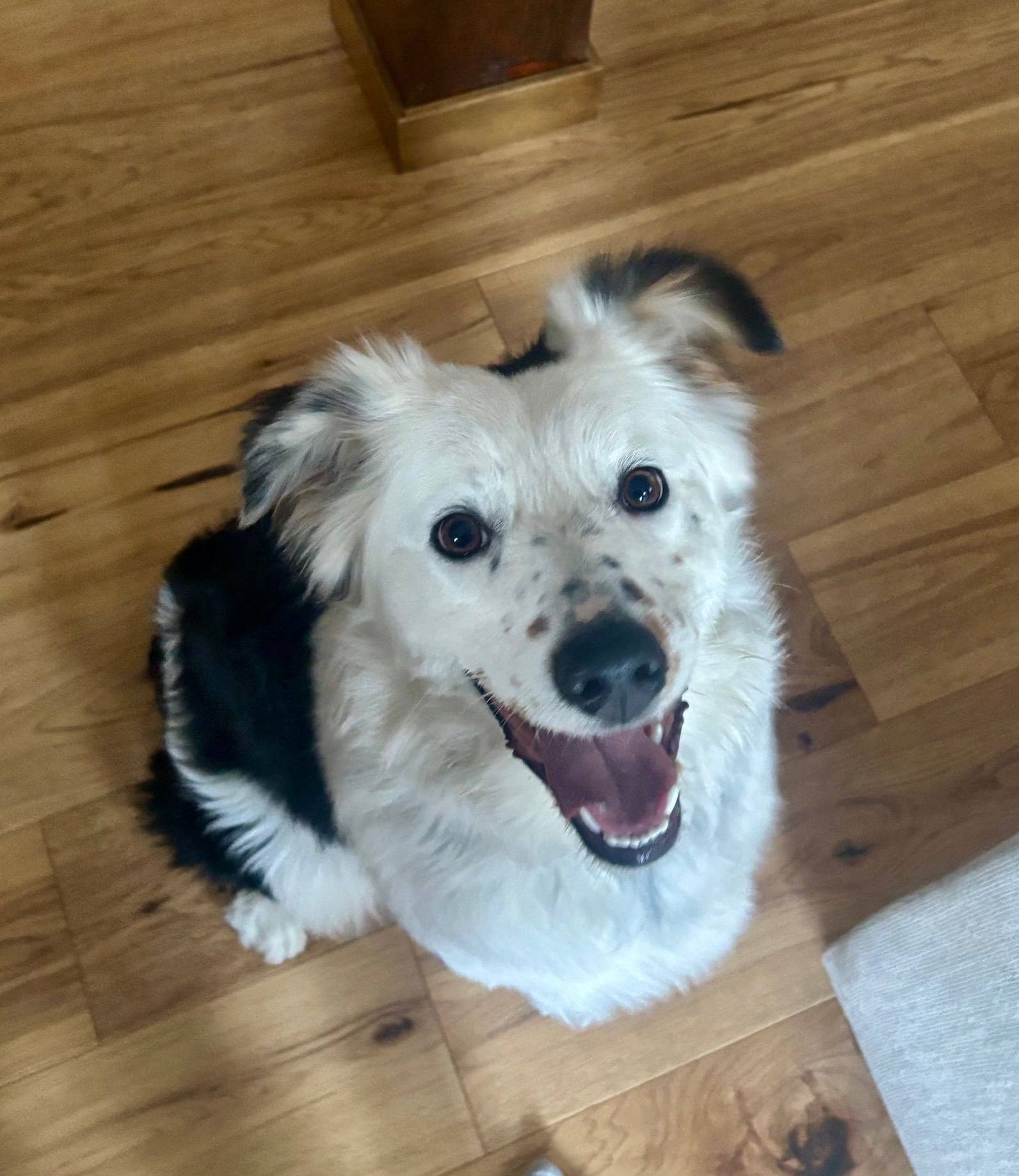 RAINE - Australian Shepherd available for adoption