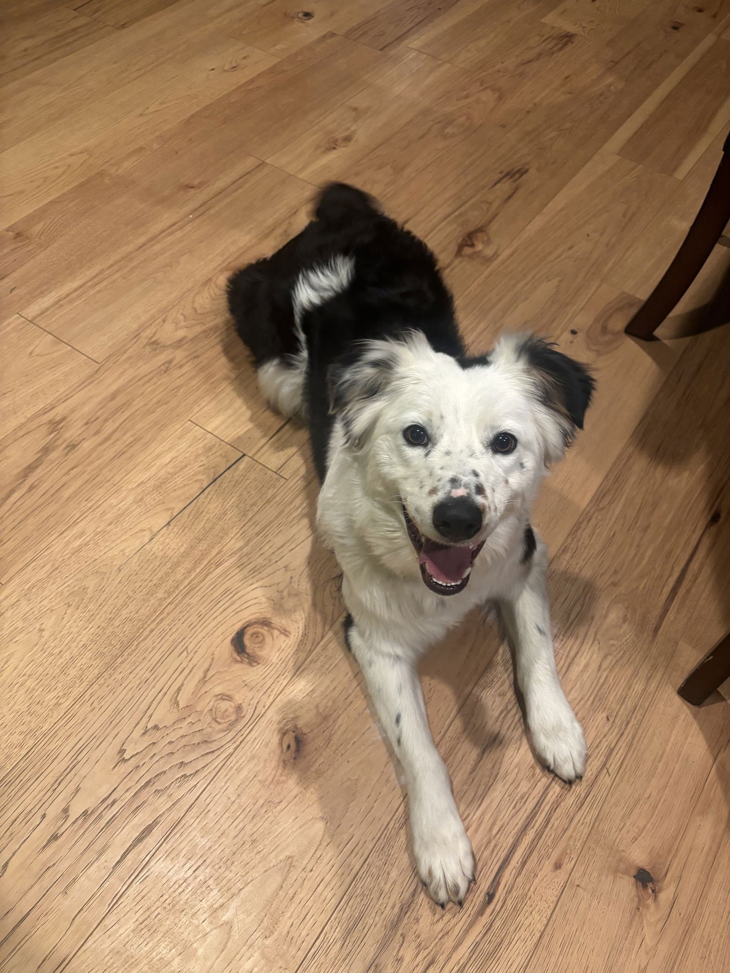 RAINE - Australian Shepherd available for adoption