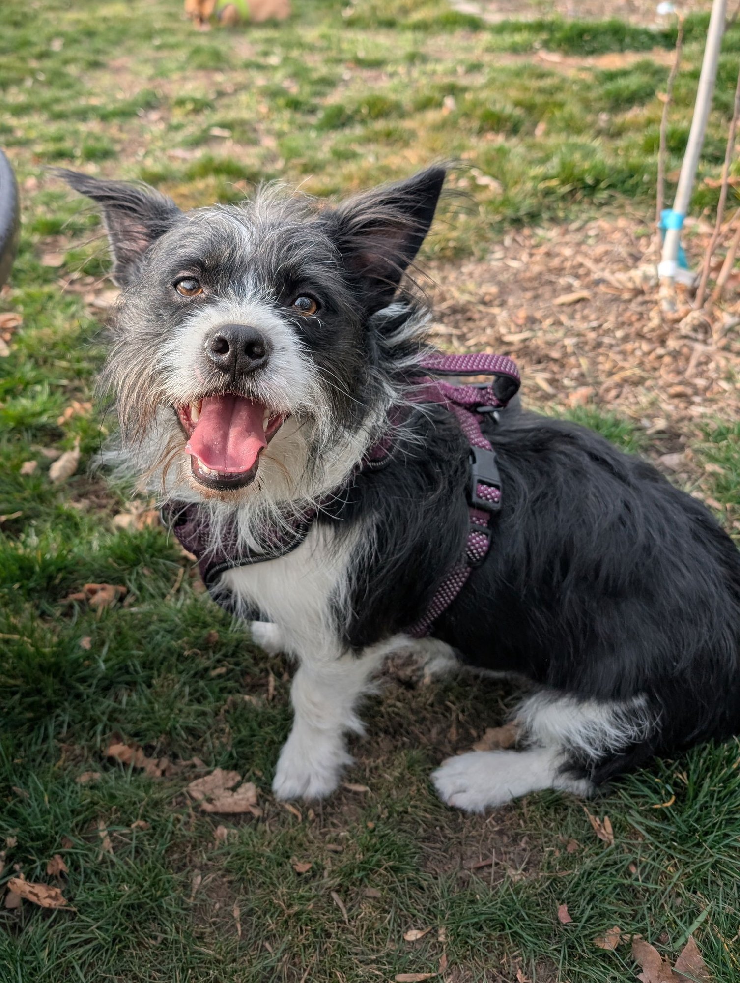 APPLE JACKS - Terrier available for adoption