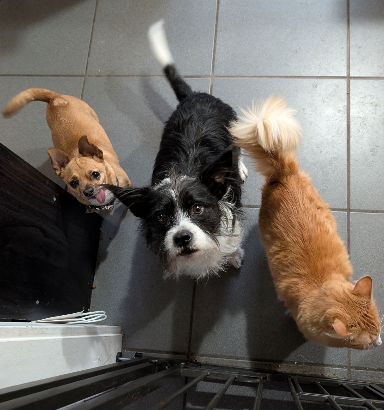 Apple Jacks - Photo 3