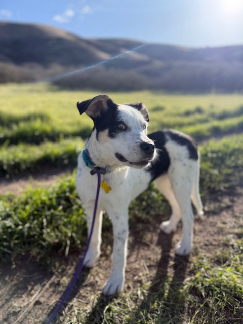 GIZMITA - Australian Cattle Dog/Blue Heeler available for adoption