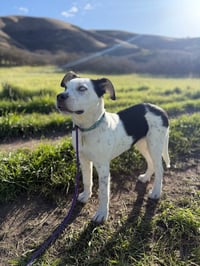 Gizmita - Photo 3