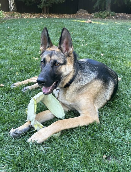 MY TYE - German Shepherd Dog available for adoption