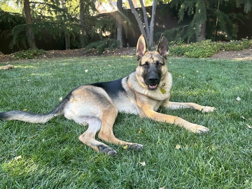MY TYE - German Shepherd Dog available for adoption