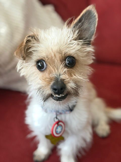 PAULY POCKET - Terrier available for adoption