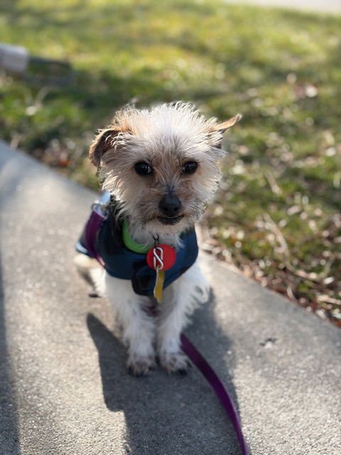 PAULY POCKET - Terrier available for adoption