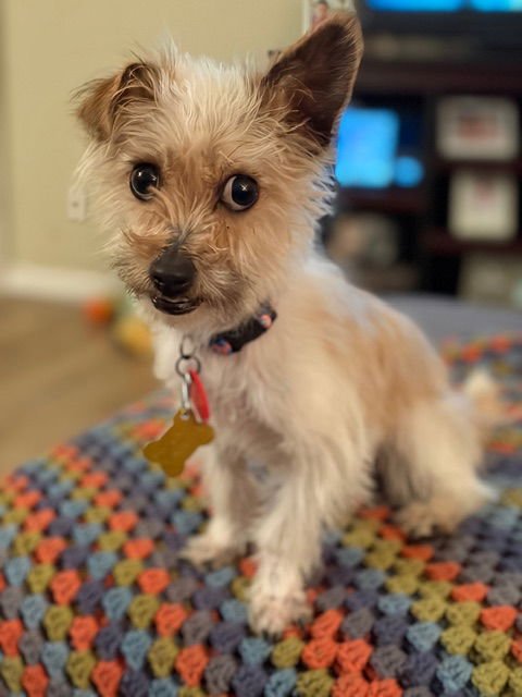 Pauly Pocket - Photo 3