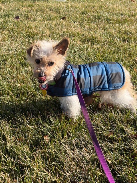 Pauly Pocket - Photo 4