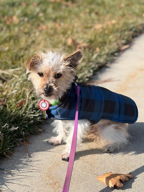 Pauly Pocket - Photo 5