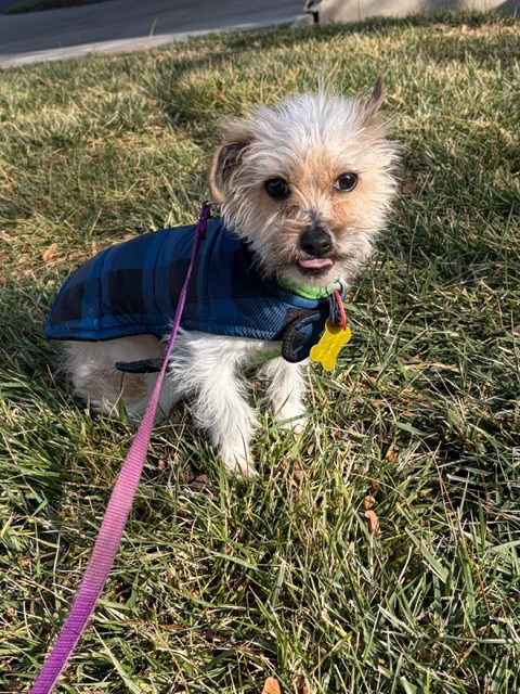 Pauly Pocket - Photo 6