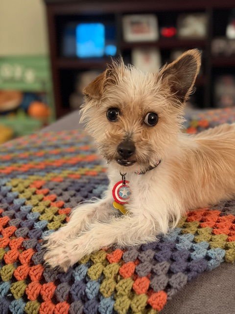 Pauly Pocket - Photo 7