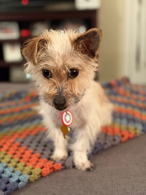 Pauly Pocket - Photo 8