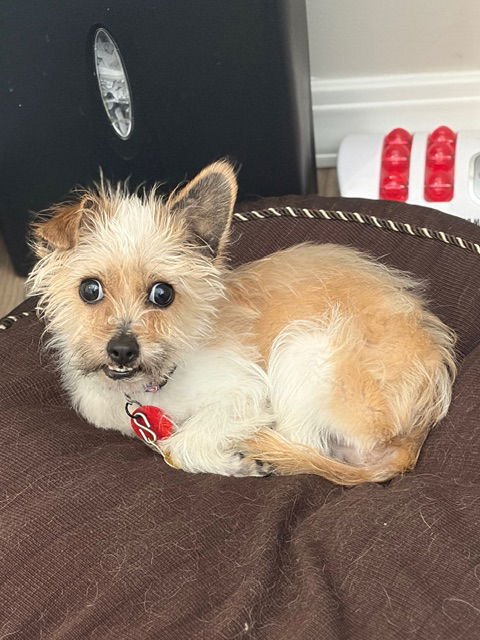 Pauly Pocket - Photo 9