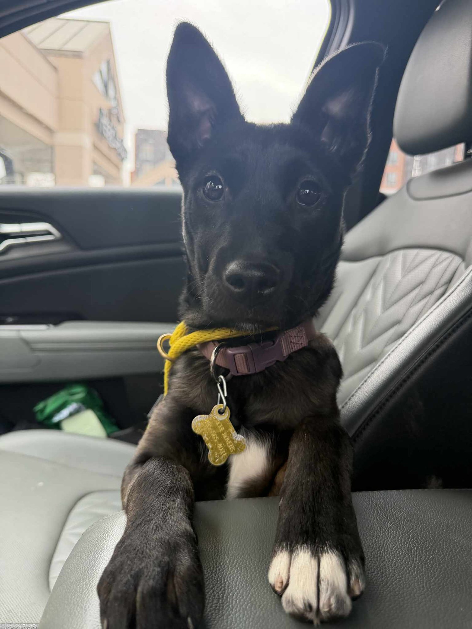 KISSY - Shepherd available for adoption