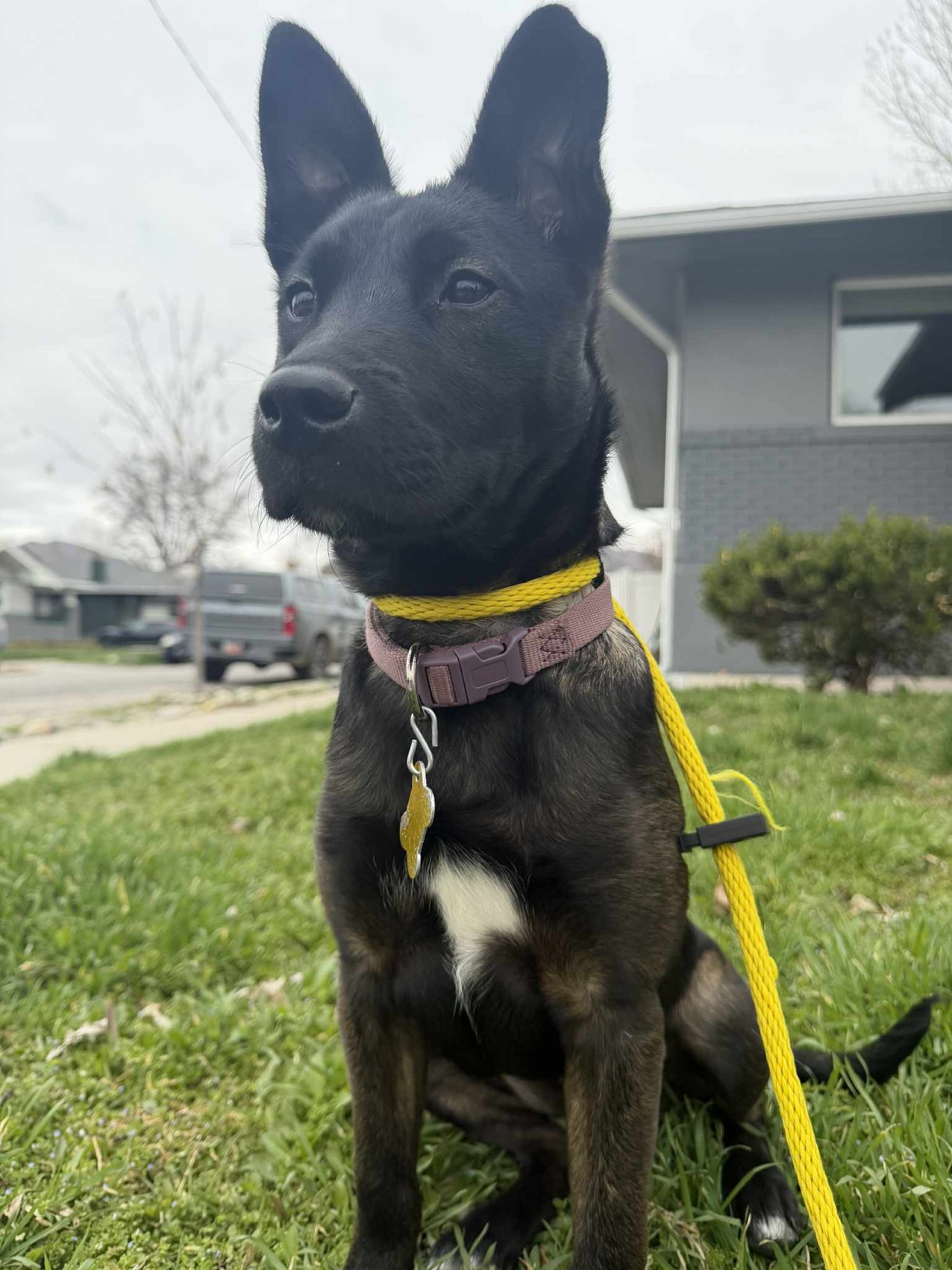 KISSY - Shepherd available for adoption