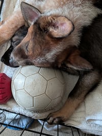 Arie Claire - Photo 13