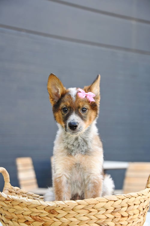 ARIE CLAIRE - Australian Cattle Dog/Blue Heeler / German Shepherd Dog available for adoption